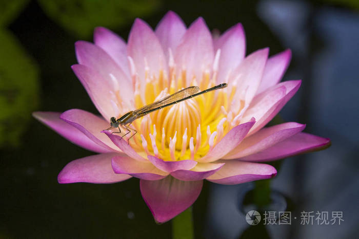 蜻蜓在美丽的粉红色睡莲花上