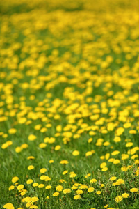 春天的草地上有黄色的蒲公英花在绿草中。