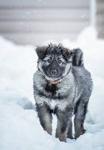 可爱的毛茸茸的小狗在雪地里玩耍