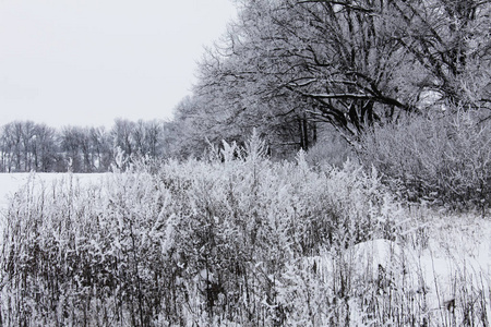 冬天的大自然被雪覆盖