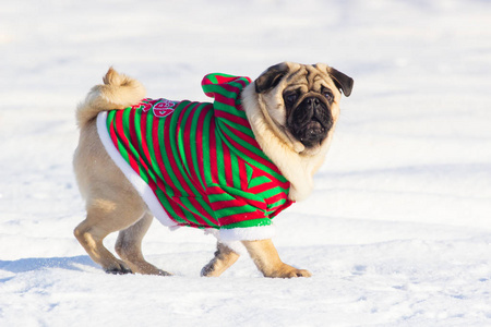 冬天在户外散步的狗.照片