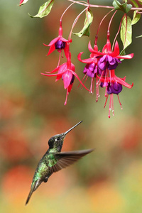 美丽的蜂鸟盘旋在粉红色的花鸟旁边飞行山热带森林哥斯达黎加天然栖息地美丽的蜂鸟吸吮花蜜的颜色背景