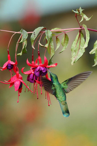 绿色的veletear colibri thalassinus盘旋在花园中的红花旁边，来自山区热带森林的鸟，拯救了哥斯达黎加，自