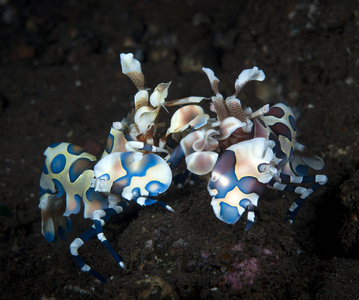 惊人的水下世界哈莱金虾处女膜皮塔。 水下宏观摄影。 印尼杜兰本巴厘岛。