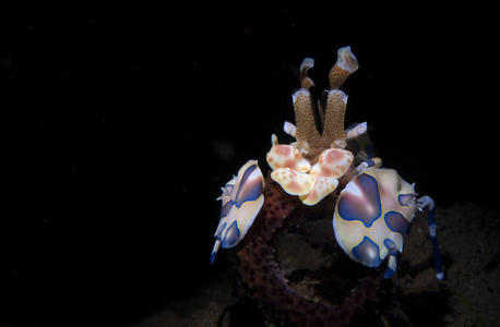 惊人的水下世界哈莱金虾处女膜皮塔。 水下宏观摄影。 印尼杜兰本巴厘岛。