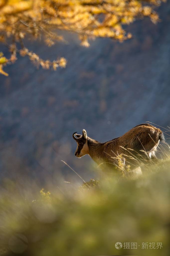 秋天在山里. 哺乳动物食草野生动物