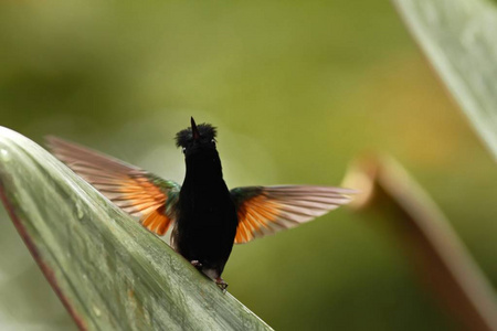黑腹蜂鸟，来自哥斯达黎加的乌普赫鲁萨黑鸟，瀑布花园拉巴斯，蜂鸟在休假，绿色的背景，鸟的翅膀，美丽的小鸟