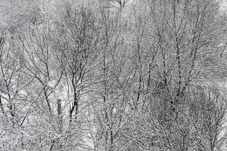 冬天的大自然被雪覆盖