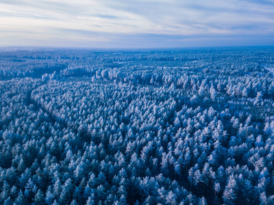 冬天冰冻森林的背景纹理, 空中射击