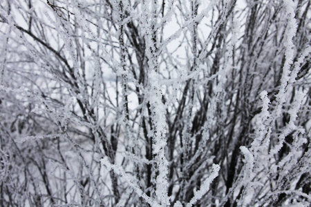 冬天的大自然被雪覆盖