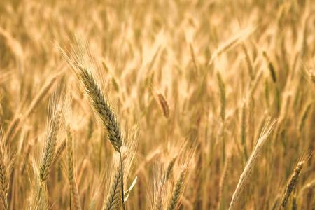 在一个阳光明媚的夏天，一片田野上的黄色小麦小穗接近了。