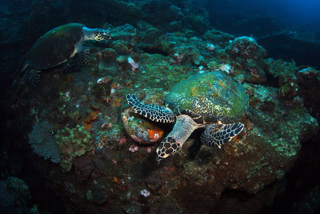 令人惊叹的水下世界龟埃雷托米切利。水下广角摄影..在珊瑚三角区潜水。图兰本，巴厘岛，印度尼西亚。