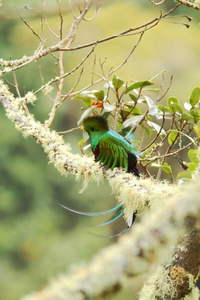 富有活力的Quetzal，Pharomachrusmocinno，哥斯达黎加的Savegre，背景是绿色森林。壮丽神圣的绿色和红
