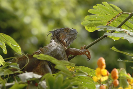 s head closeup view. Small wild animal looks like a dragon, ora