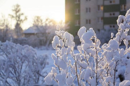 树树枝在雪中对抗落日