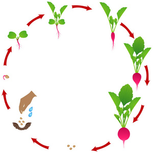 白底萝卜植物的生命周期.照片