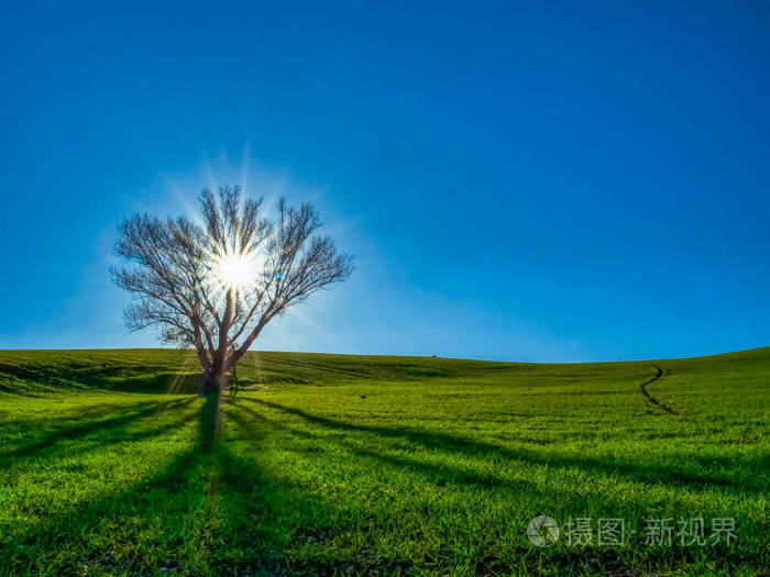 秋天的日落景观地平线上有一棵树阳光和绿色的田野