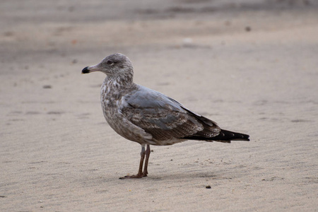 新泽西长枝沙滩上矗立着一只幼龄的圆鸥