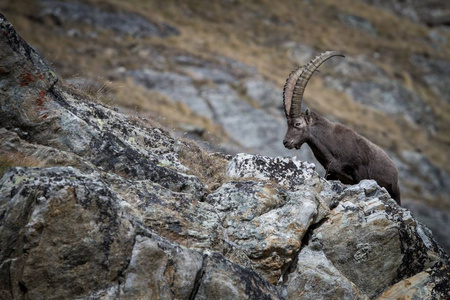 阿尔卑斯山Ibex，Capraibex，背景岩石，国家公园GranParadiso，意大利。秋天在山上。岩石上有角的壮丽哺乳动物