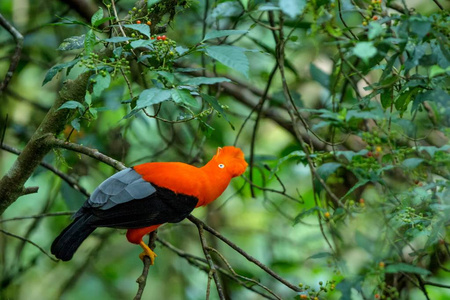 巴西亚马逊热带雨林，安第斯岩石公鸡雄性在雌性面前跳跃和反舞，典型的行为，其自然环境中美丽的橙色鸟类