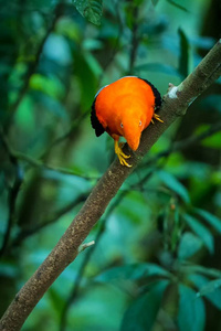 巴西亚马逊热带雨林，安第斯岩石公鸡雄性在雌性面前跳跃和反舞，典型的行为，其自然环境中美丽的橙色鸟类