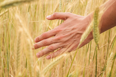 在一个阳光明媚的夏天，你的手穿过一片田野上的黄色小麦小穗。