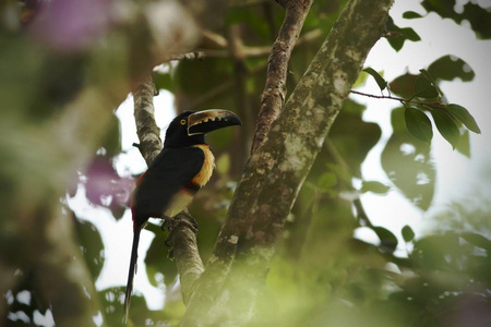 在哥斯达黎加热带雨林中的热带雨林中，一只大巨嘴鸟坐在树上，长着五颜六色的长喙紫罗兰花，野生动物从大自然中看到了野生动物的景象。