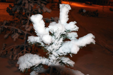 冬雪中吃的嫩枝