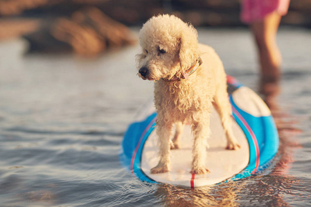 冲浪板上的一只狗只