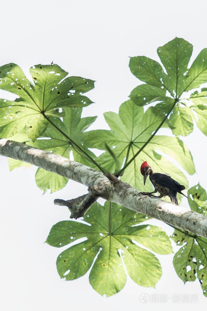 马努国家公园树上的啄木鸟在亚马逊雨林中美丽的鸟类中的高级关键照片