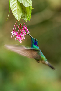 绿色的紫罗兰色盘旋在红黄花鸟的旁边，在飞翔的山上，热带森林，哥斯达黎加，天然栖息地，美丽的蜂鸟，吸吮着花蜜的颜色背景