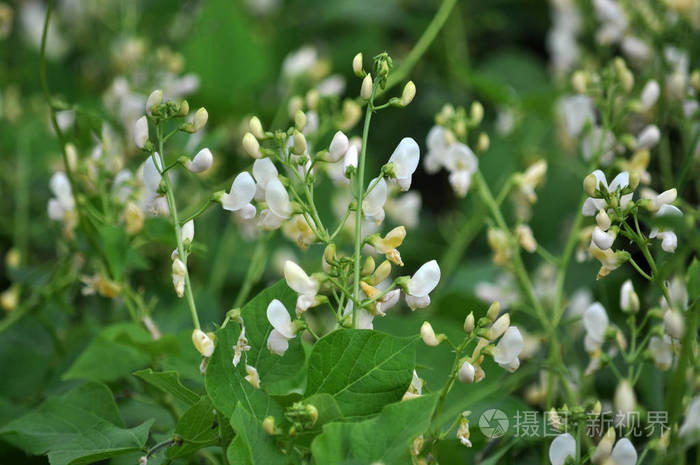田野生长白豆开花