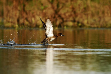 从河面起飞的较小的ScaupAythyaAffinis，CanoNegroCosta Rica鸭，张开翅膀，展开拉丁美洲的异国冒