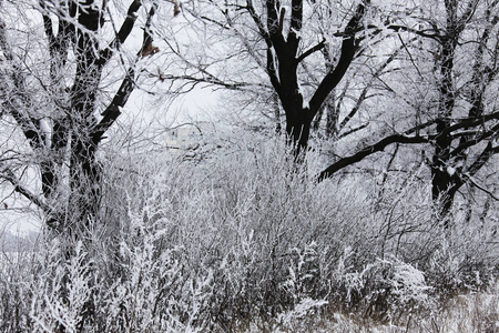 冬天的大自然被雪覆盖