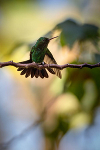 蜂鸟铜蜂鸟坐在来自加勒比热带森林特立尼达和多巴哥的枝鸟上，美丽的小蜂鸟异国冒险