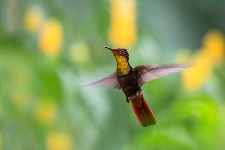 红宝石黄玉Chrysolampis mosquitus在空中花园中盘旋，加勒比热带森林特立尼达和多巴哥鸟在五颜六色清澈的背