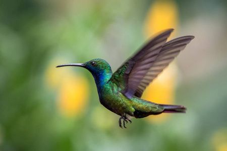 黑色的喉咙芒果黑炭黑胸盘旋在空中加勒比热带森林特立尼达和多巴哥鸟在五颜六色的清晰背景上美丽的蜂鸟飞行中