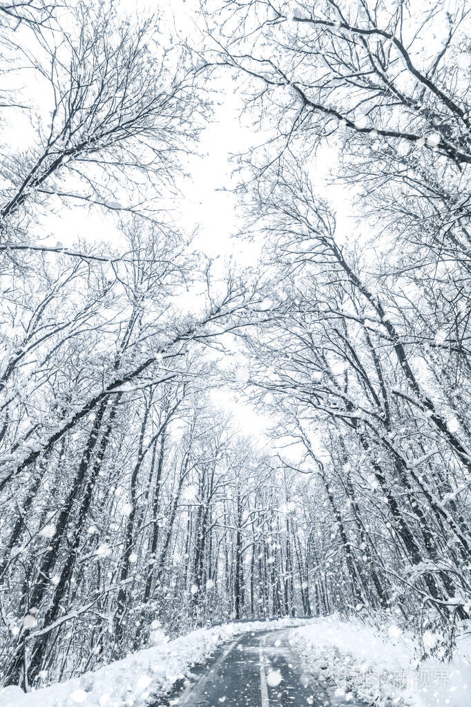 冬季森林雪路森林路冬季雪景