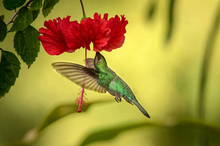 白色尾巴剑翅盘旋在红色的伊布司花鸟旁边飞行，加勒比热带森林特立尼达和多巴哥自然栖息地蜂鸟吸吮花蜜的颜色背景