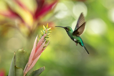 白色尾巴剑翼盘旋在粉红色和黄色花鸟旁边的飞行加勒比热带森林特立尼达和托巴戈自然栖息地，美丽的蜂鸟吸吮美丽的背景