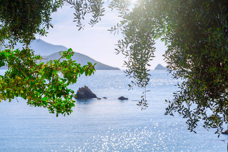 美丽的夏天全景海景。 看着清澈的蔚蓝的海水海湾。 前景中老橄榄树的枝条。 地中海在欧洲的某个地方。