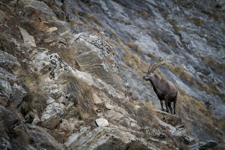 阿尔卑斯ibex Capraibex与岩石的背景国家公园格拉帕迪索意大利。 秋天在山上。 岩石上有角的壮丽哺乳动物，来自大自然的