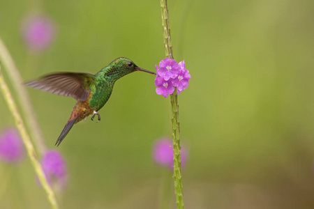 铜蜂鸟在飞行中盘旋在紫罗兰花鸟旁边，在特立尼达和多巴哥的自然栖息地，美丽的蜂鸟吮吸着美丽的蜂鸟，清澈的背景