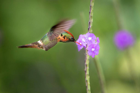 簇绒花型花型花型花型花型lophornisoratus在飞行中加勒比和托巴戈自然栖息地，美丽的蜂鸟吸吮蜜桃，清澈的背景，雌性