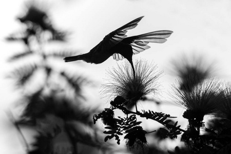 白色颈状雅可宾的剪影盘旋在含羞草花鸟旁边飞行加勒比热带森林和托巴戈自然习惯吸花蜜黑白照片。