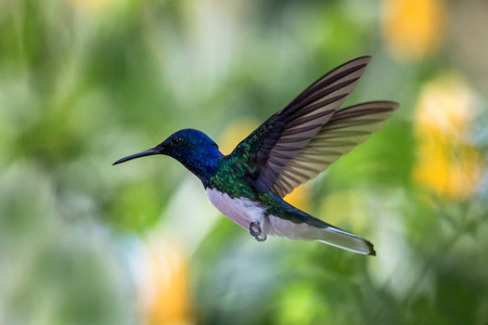 白颈雅各宾盘旋在空中加勒比热带森林特立尼达和多巴哥鸟在五颜六色的