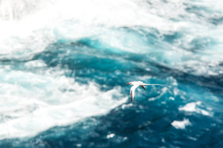 在加拉帕戈斯群岛附近的太平洋上空飞行的红嘴热带鸟法伊顿海雀美丽的白鸟，有大海和悬崖，背景优雅的鸟，长尾鸟