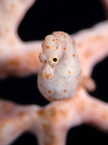 s pygmy seahorse. Underwater super macro photography. Tulamben, 