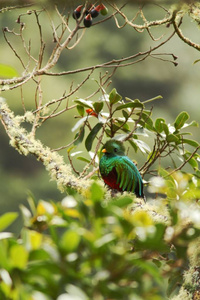 在背景为绿色森林的哥斯达黎加，美丽的格查尔法罗马赫鲁莫科诺索夫格雷。 壮丽的神圣绿色和红色的鸟。 美丽的鸟