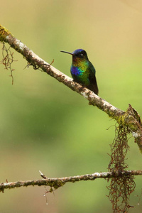 热带雨林中的枝鸟，哥斯达黎加鸟，在自然环境中栖息在枝上，美丽的枝鸟